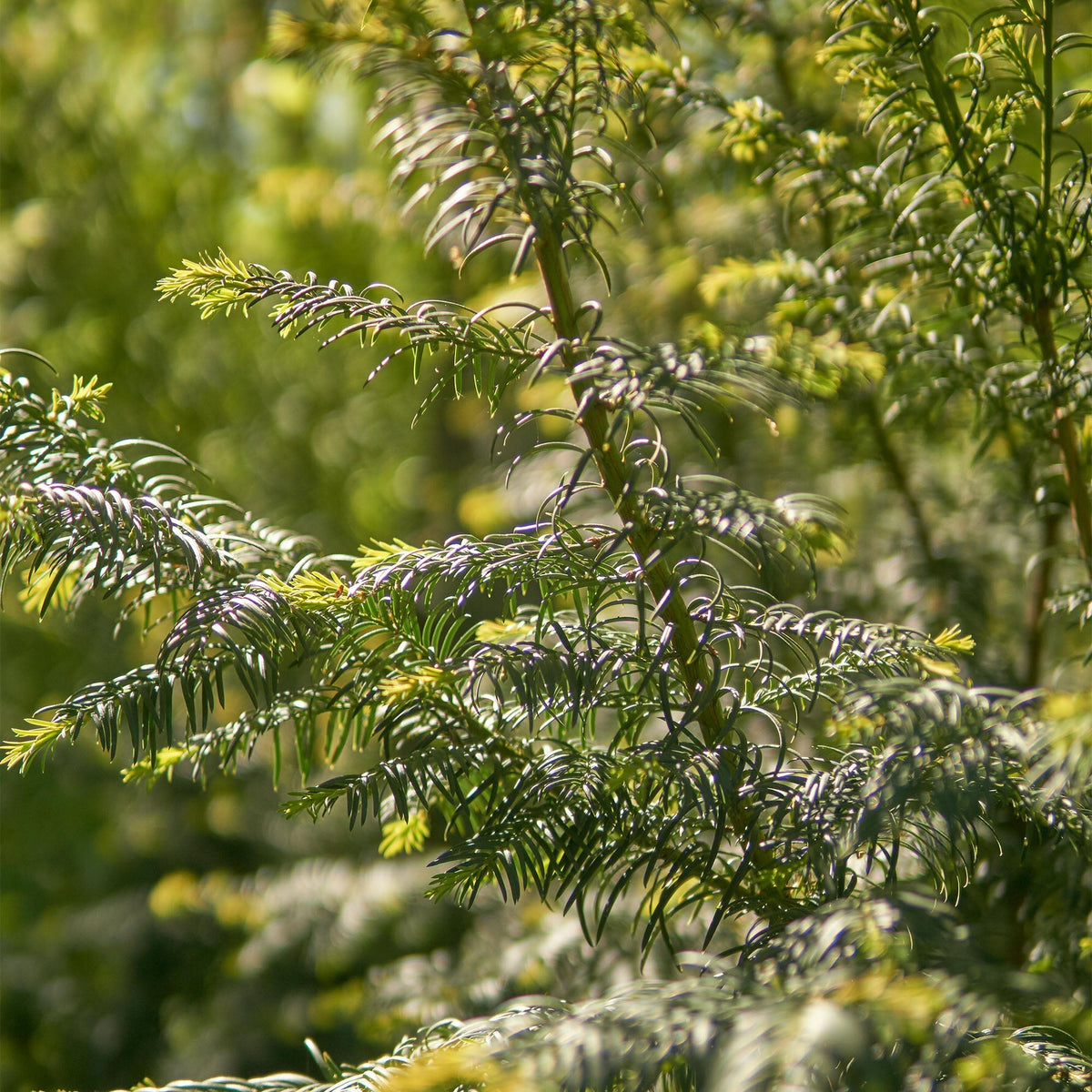 Woody Santal Air Scent Refill